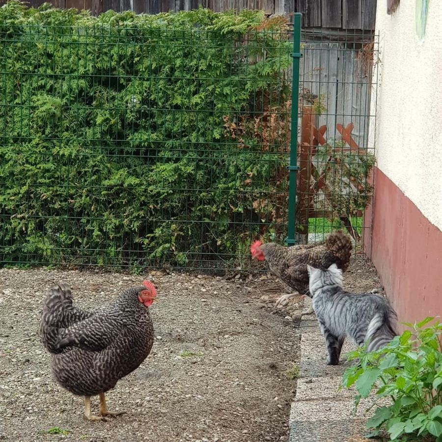 Zajcek Apartma Mojstrana Exterior foto